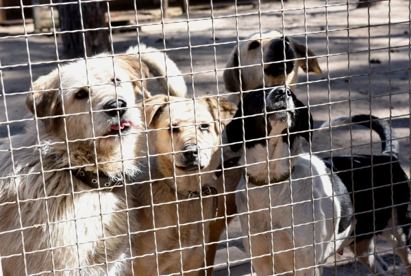 The Fate of Animals in Shelters: Almost a Third are Euthanized