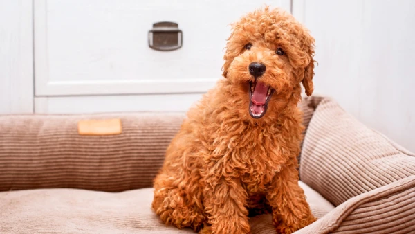 Can Dogs Ever Talk — Scientists Answer