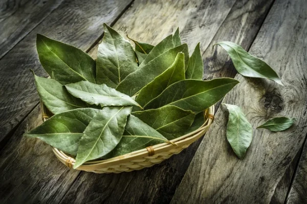Why Clever Hostesses Put Bay Leaves in Flower Pots: Revealing the Secrets of Indoor Gardening