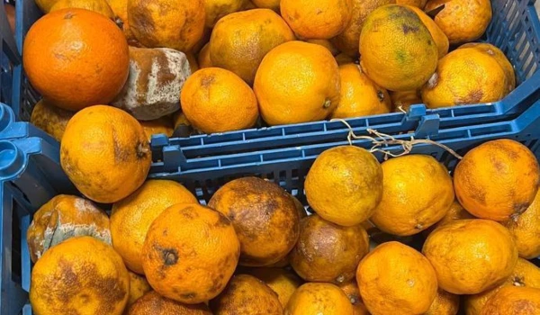 Digging Through Rot! Shopper Outraged by the Quality of Vegetables in Supermarkets