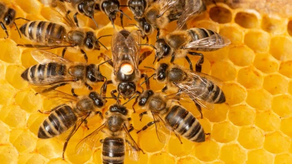 Folk Signs for October 10 — Savvaty the Beekeeper