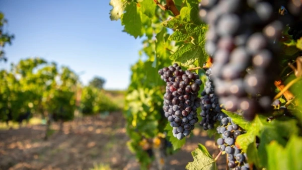 France Lowers Wine Production Forecast Due to Summer Heat and Fires