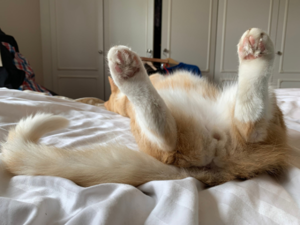 Why Do Cats Stick Their Rear End in Their Owner«s Face? Expert ...