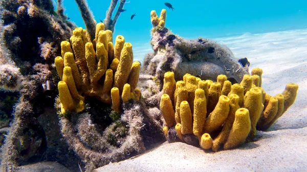 It Turned Out Which Animals Could Have Been the First on Earth