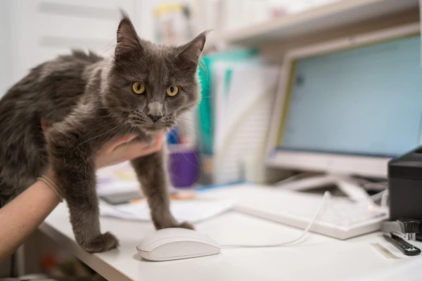 How Does the System Capable of «Reading» Cats« Thoughts Work?
