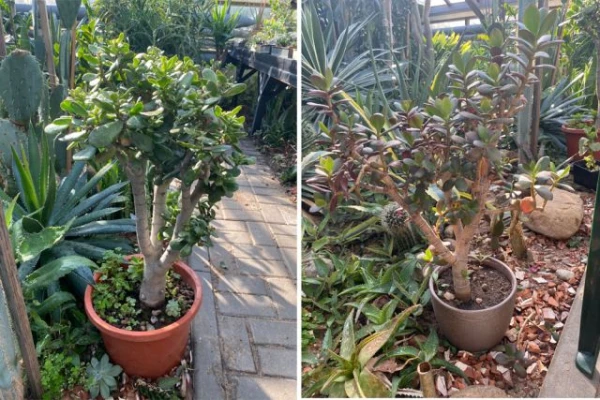 How to Properly Care for a Money Tree?