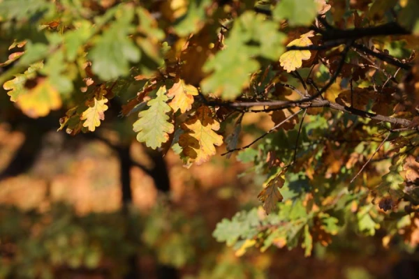 Rainy morning, but sunny day — forecast for Saturday