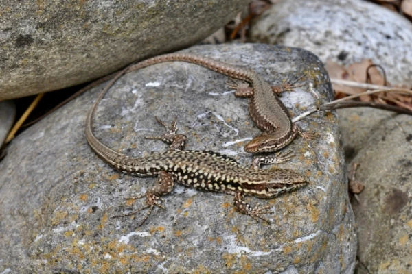 Urban Life Forces Lizards to Become Friendlier