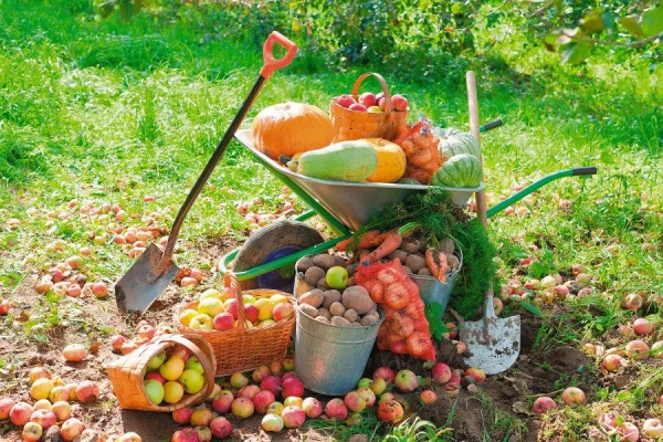 Can plants get infected through garden tools? How to disinfect them?