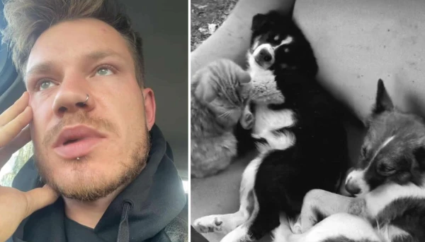 «Inside I Am Dead»: Farmer Blames Authorities for Shooting His Three Dogs. Animal Rescue Service: «This is a Lesson for All Pet Owners»