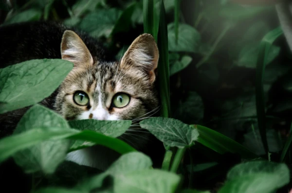 Why do cats make strange sounds when they see prey?