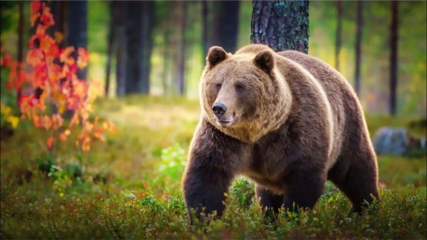 Bear Rips Off Mushroom Picker«s Head