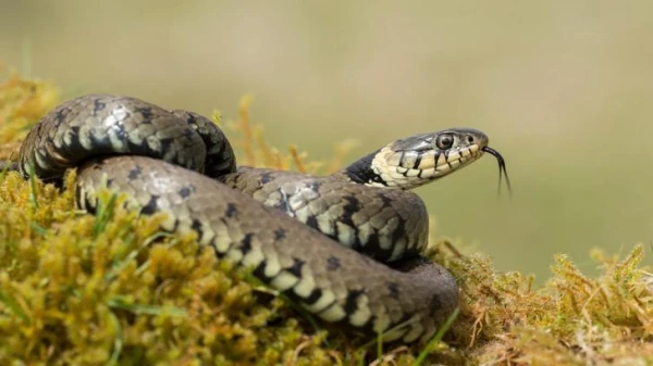 Indian man complains about wife turning into a poisonous snake