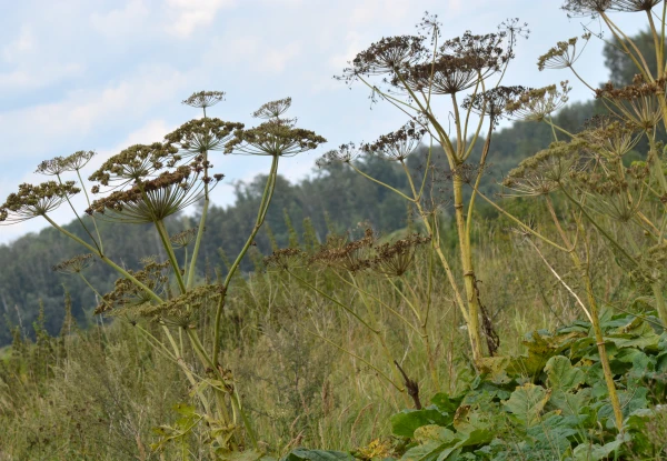 Fines for Fighting Giant Hogweed «for Show» Have Started