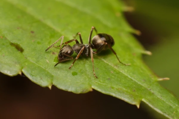 Yogurt with Forest Ants: Reviving an Ancient Tradition