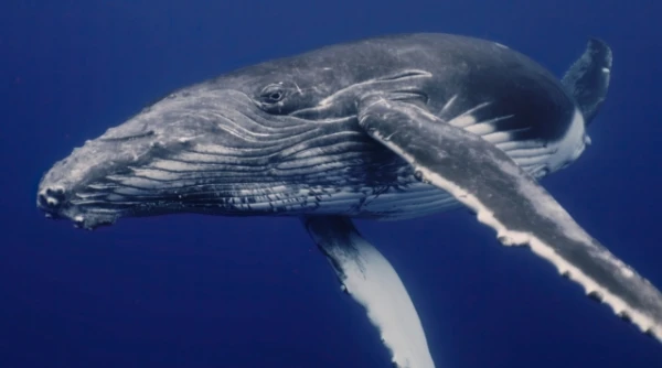 Which Animals Have the Worst Bad Breath