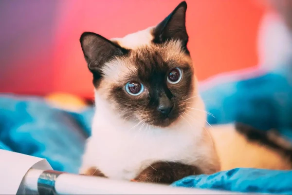 Top 7 Cat Breeds for Longevity