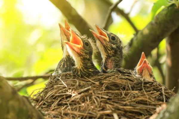 Is it true that birds abandon chicks that have been touched by humans?