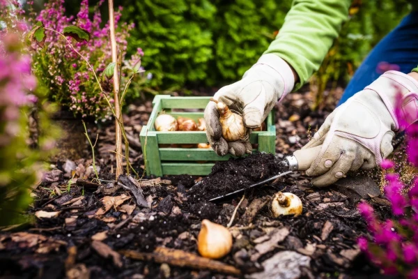 Planting Tulips and Daffodils: 3 Mistakes Every Second Gardener Makes