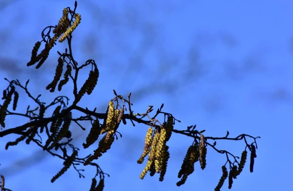 Folk Signs for October 13 — Grigory«s Day