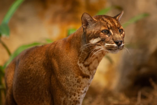 Why does the Temminck«s cat pluck birds before eating?