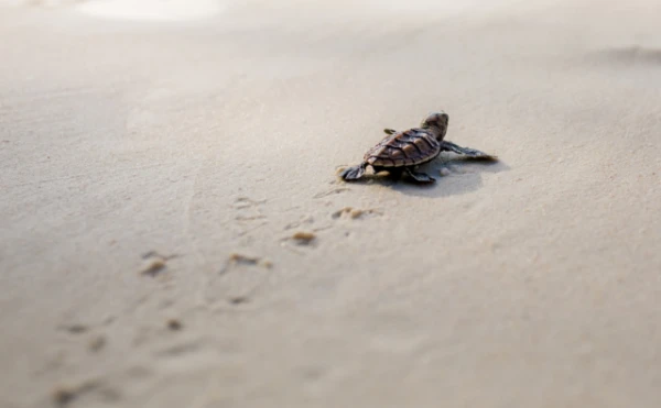 Young Sea Turtles Suffer from Scorching Sand