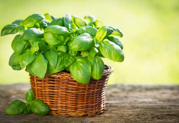 Five Spicy Herbs You Can Grow at Home