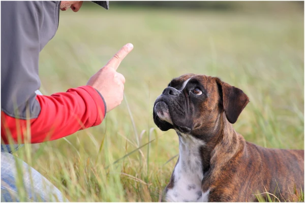 Why the command «no» doesn«t work: how to truly train a dog