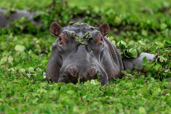What and how much do hippos eat?