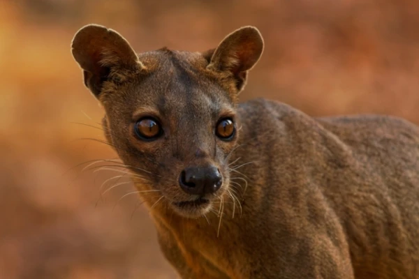 A Rare Predator Gets a Chance for Survival — Fossa Born at the Zoo