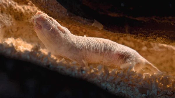 Why the Naked Mole Rat Does Not Age?