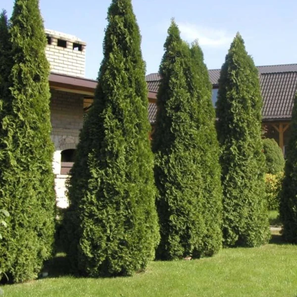 How to Plant Thuja to Ensure It Thrives 100%