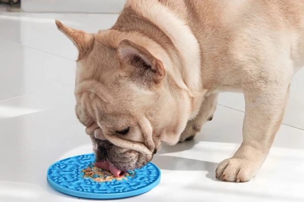 How to make your dog eat slower?