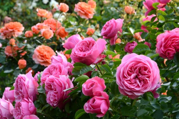 6 Rules for Propagating Roses from Cuttings in Autumn: A Note for Gardeners