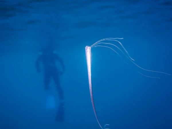 Fishermen Caught the King of Herring — the «Harbinger of Catastrophes»