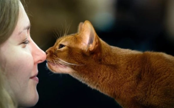 Scientists Prove: Cats Are Beneficial for Heart Health