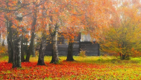 Why Burning Fallen Leaves is a Mistake and How to Use Them Beneficially