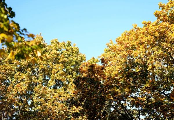 The beginning of October in Latvia was slightly cooler and drier than normal