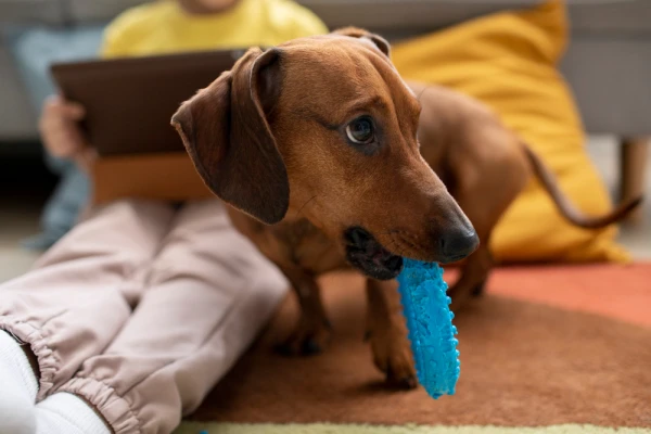 Veterinarians Identify Toy Addiction in Dogs