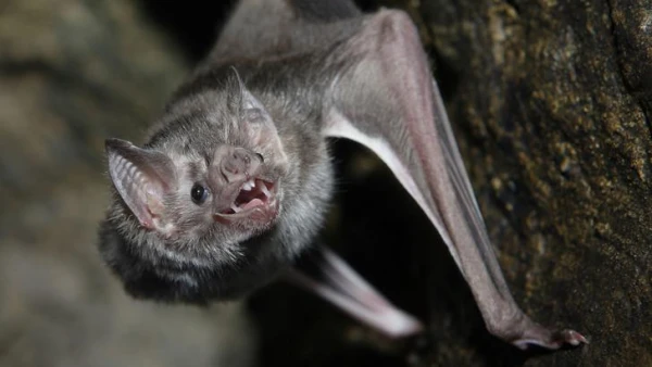 Why Bats Spread So Many Diseases — Biologists