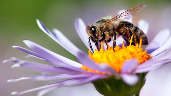 Wild honeybees officially listed as endangered species in Europe
