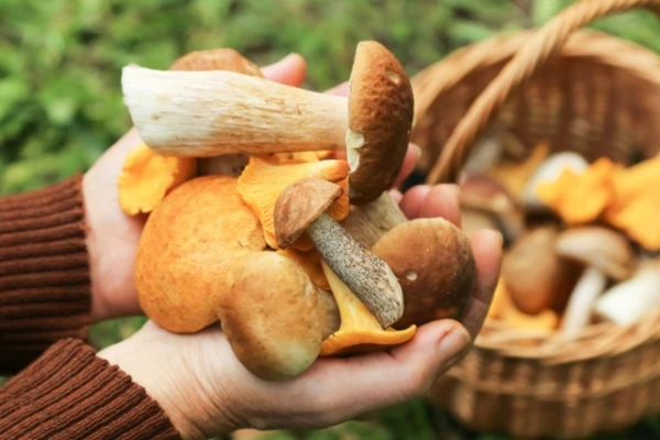 Why Even Edible Mushrooms Can Be Dangerous to Health?