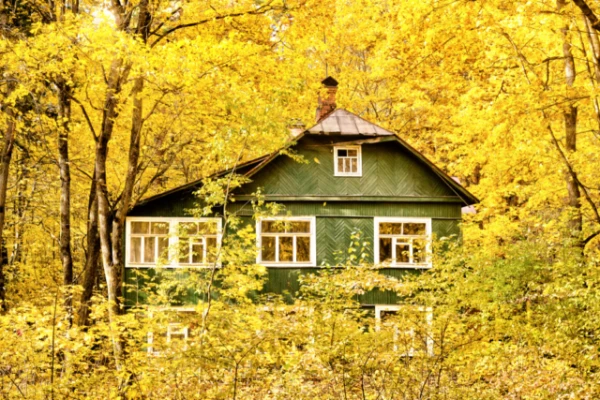 The gardener explained why twisted leaves should not be left on trees