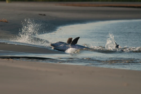 Signs resembling Alzheimer«s disease found in stranded dolphins