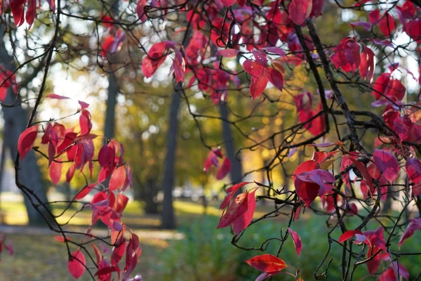 On Wednesday, temperatures will rise to +13 degrees in some areas