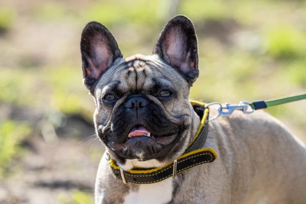 Dog Breeds Most Susceptible to Tail Injuries Named