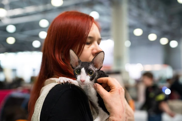 Cats Save Hearts: Scientists Prove Pets Reduce Heart Attack Risk