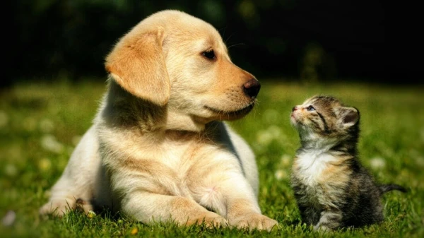 Why Your Pet Is Coughing: Simple Reasons to Know