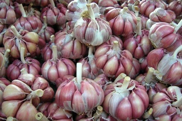When, Where, and How to Plant Winter Garlic
