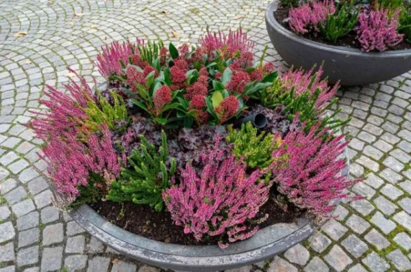 Taming and Loving It: How to Grow Heather in Your Garden